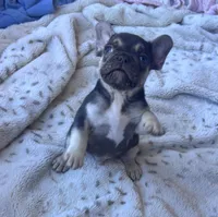🤎 ready tomorrow!!, a male French Bulldog for sale in Priddy, TX – Photo 1 of 2