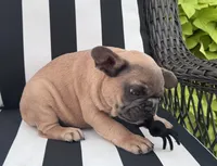 Jewels M2, a male French Bulldog for sale in Priddy, TX – 2 of 7