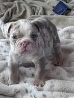 Kay T’s 💜 M1, a male English Bulldog for sale in Priddy, TX – 2 of 10