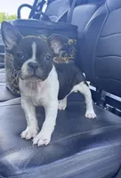 Panda’s M5, a male Frenchton for sale in Priddy, TX – 6 of 9