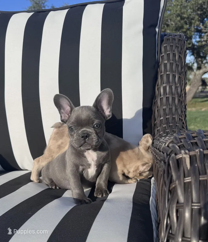 Indi’s M4 – French Bulldog puppy for sale in Priddy, TX