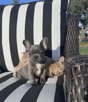 Indi’s M4, a male French Bulldog for sale in Priddy, TX – 1 of 3