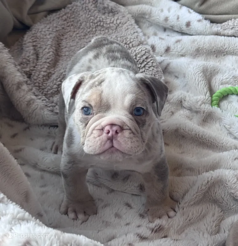 Kay T’s 💜 M1 – English Bulldog puppy for sale in Priddy, TX