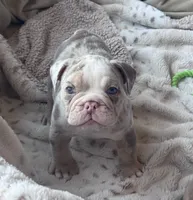 Kay T’s 💜 M1, a male English Bulldog for sale in Priddy, TX – 1 of 10