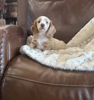 💛 Ready 💙, a male Miniature Dachshund for sale in Priddy, TX – 6 of 8