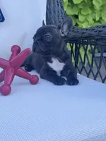 Panda’s M4, a male Frenchton for sale in Priddy, TX – 5 of 10