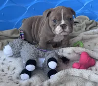 Kay T’s 🩷 F2, a female English Bulldog for sale in Priddy, TX – 4 of 9