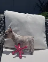 Poppy’s 💙, a male French Bulldog for sale in Priddy, TX – 5 of 7