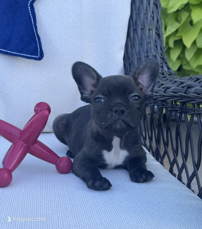 Panda’s M4 – Frenchton puppy for sale in Priddy, TX