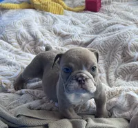 Kay T’s 💜 M4, a male English Bulldog for sale in Priddy, TX – 2 of 5