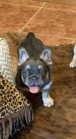 Poppy’s 🩵 girl, a female French Bulldog for sale in Priddy, TX – 9 of 10