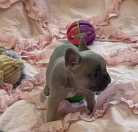 Poppy’s 💜 fawn, a female French Bulldog for sale in Priddy, TX – 6 of 10
