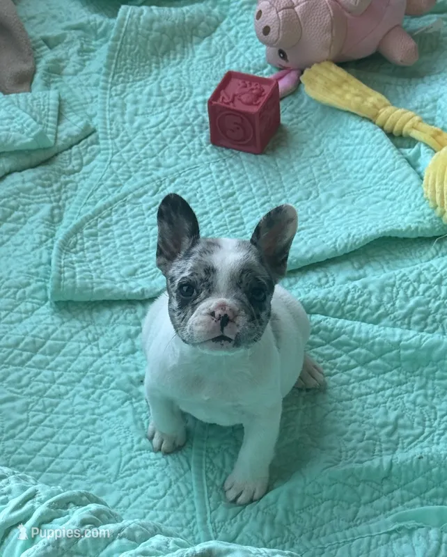 Cruella’s F 💗 – French Bulldog puppy for sale in Priddy, TX