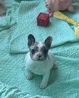 Cruella’s F 💗, a female French Bulldog for sale in Priddy, TX – 1 of 6