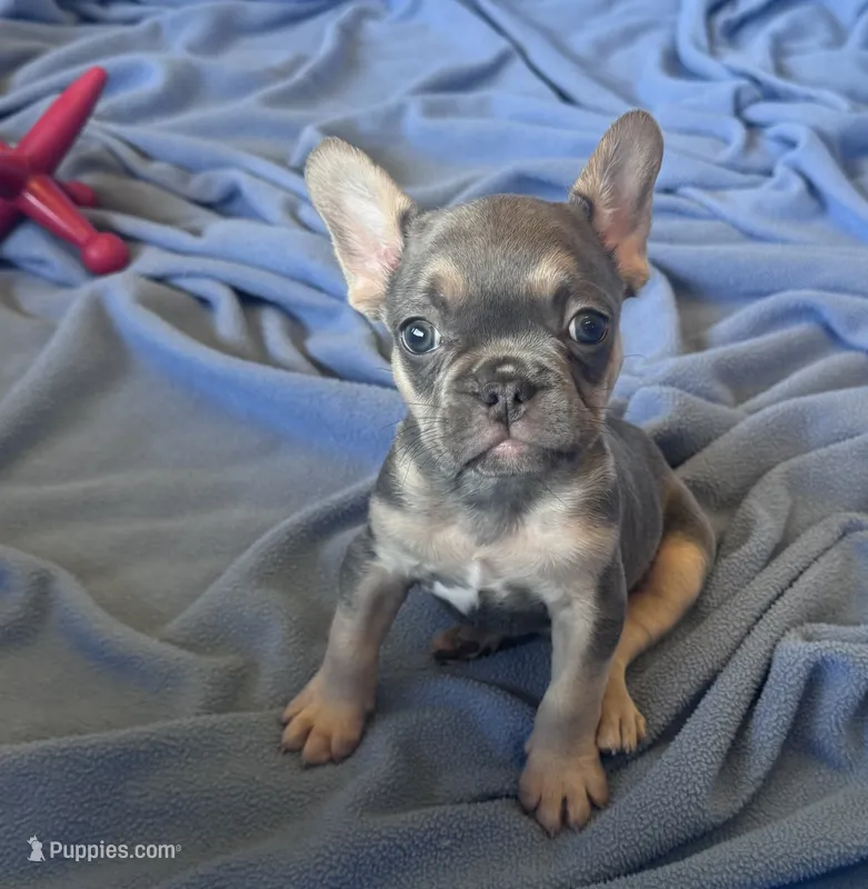 Poppy’s 💙🤎 – French Bulldog puppy for sale in Priddy, TX