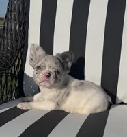 Indi’s M1, a male French Bulldog for sale in Priddy, TX – 8 of 10