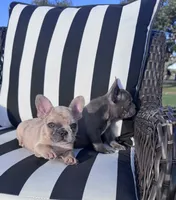 Indi’s F2, a female French Bulldog for sale in Priddy, TX – 5 of 6
