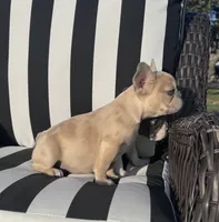 Indi’s M3, a male French Bulldog for sale in Priddy, TX – 7 of 10