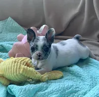 Cruella’s F 💗, a female French Bulldog for sale in Priddy, TX – 2 of 6