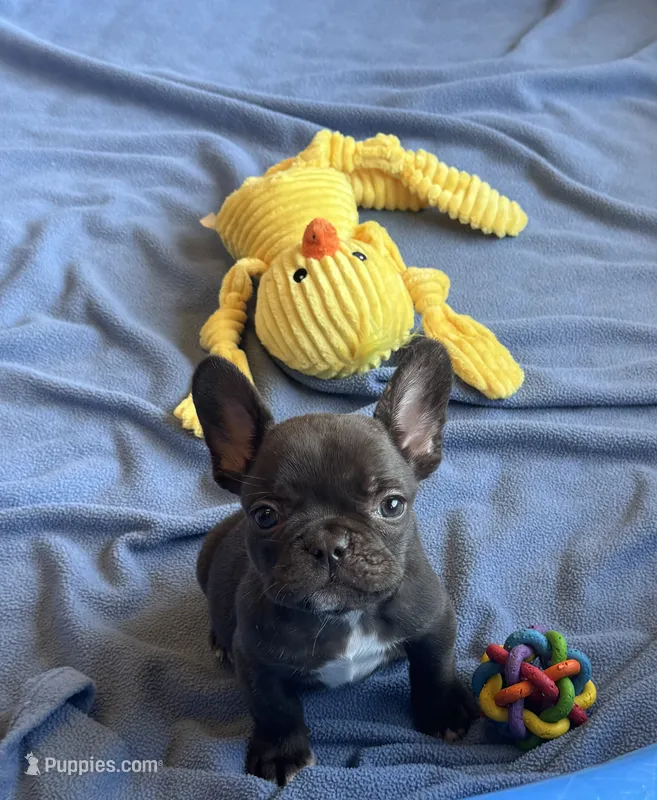 Cruella’s 🤎 brindle – French Bulldog puppy for sale in Priddy, TX