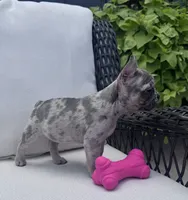 Poppy’s 🩵 girl, a female French Bulldog for sale in Priddy, TX – 3 of 10