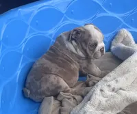 Kay T’s 🩷 F3, a female English Bulldog for sale in Priddy, TX – 5 of 6