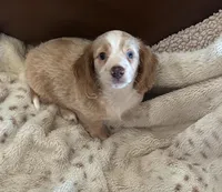 💛 Ready 💙, a male Miniature Dachshund for sale in Priddy, TX – 2 of 8