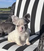 Indi’s M1, a male French Bulldog for sale in Priddy, TX – 1 of 10