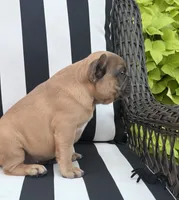 Jewels M2, a male French Bulldog for sale in Priddy, TX – 4 of 7
