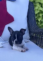 Panda’s M5, a male Frenchton for sale in Priddy, TX – 3 of 9