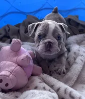 Kay T’s 🩷 F1, a female English Bulldog for sale in Priddy, TX – 9 of 10