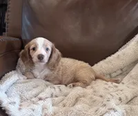 💛 Ready 💙, a male Miniature Dachshund for sale in Priddy, TX – 3 of 8