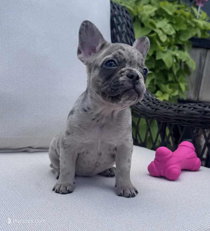 Poppy’s 🩵 girl – French Bulldog puppy for sale in Priddy, TX