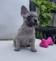 Poppy’s 🩵 girl, a female French Bulldog for sale in Priddy, TX – 1 of 10
