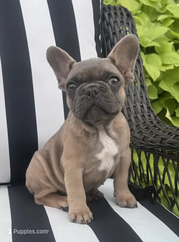 Jewels F1 – French Bulldog puppy for sale in Priddy, TX