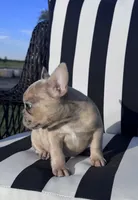 Indi’s F2, a female French Bulldog for sale in Priddy, TX – 4 of 6