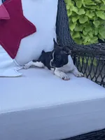 Panda’s M5, a male Frenchton for sale in Priddy, TX – 4 of 9