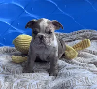 Kay T’s M5, a male English Bulldog for sale in Priddy, TX – 3 of 5