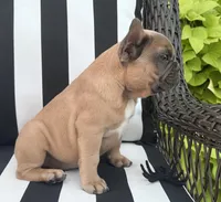 Jewels M2, a male French Bulldog for sale in Priddy, TX – 7 of 7