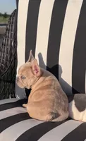 Indi’s M3, a male French Bulldog for sale in Priddy, TX – 8 of 10