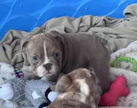 Kay T’s 🩷 F2, a female English Bulldog for sale in Priddy, TX – 2 of 9