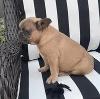Jewels M2, a male French Bulldog for sale in Priddy, TX – 5 of 7