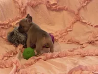 Poppy’s 💜 fawn, a female French Bulldog for sale in Priddy, TX – 7 of 10