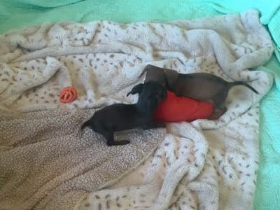 Cookie’s 💙, a male Miniature Dachshund for sale in Priddy, TX – 6 of 7