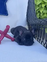 Panda’s M4, a male Frenchton for sale in Priddy, TX – 7 of 10