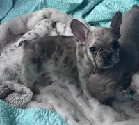 Lola’s 🩷, a female French Bulldog for sale in Priddy, TX – Photo 2 of 2