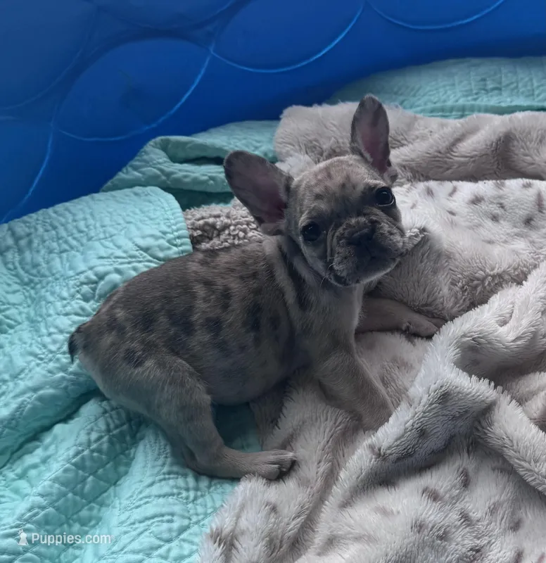 Lola’s 🩷 – French Bulldog puppy on hold in Priddy, TX