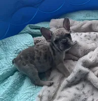 Lola’s 🩷, a female French Bulldog for sale in Priddy, TX – Photo 1 of 2