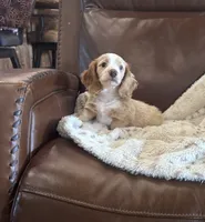 💛 Ready 💙, a male Miniature Dachshund for sale in Priddy, TX – 8 of 8