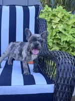 Jewel’s M1, a male French Bulldog for sale in Priddy, TX – 2 of 9